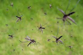 Infestation of mosquitoes-2