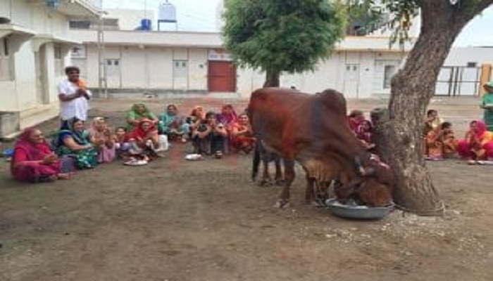 જન્માષ્ટમીના પંચ પર્વનો પ્રારંભઃ આજે બોળચોથ દિને ગાય માતાના પૂજનના કાર્યક્રમો યોજાયાં