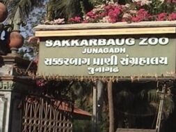 sakkarbag zoo-1