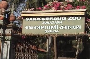 sakkarbag zoo-1