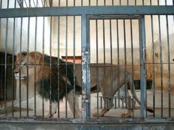 A caged lion-1