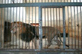 A caged lion-1