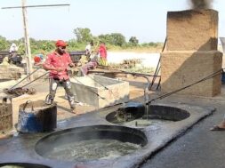 Desi jaggery making rabbis-1