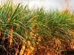 Fire in the sugarcane crop-1