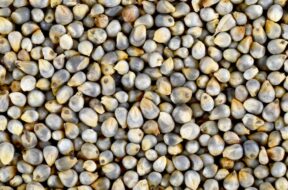 bajra-pearl-millet-grain-1296×728-header