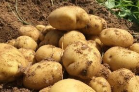 potato-gujarat-1