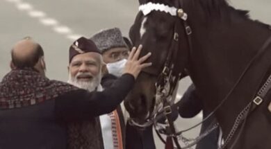 Horse virat