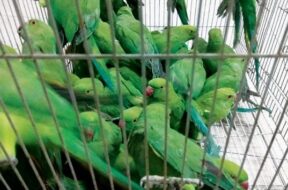 Sale of mountain parrots in Ahmedabad-1