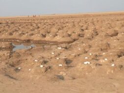 kutch, surkhab bird