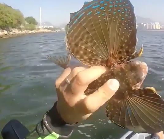પાંખોવાળી માછલીનો વીડિયો સોશિયલ મીડિયામાં થયો વાયરલ