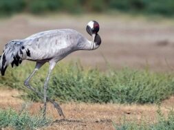 Demoiselle-Crane (2)