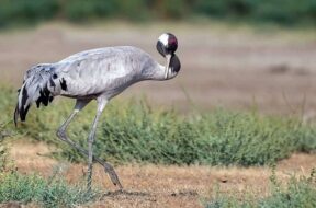 Demoiselle-Crane (2)