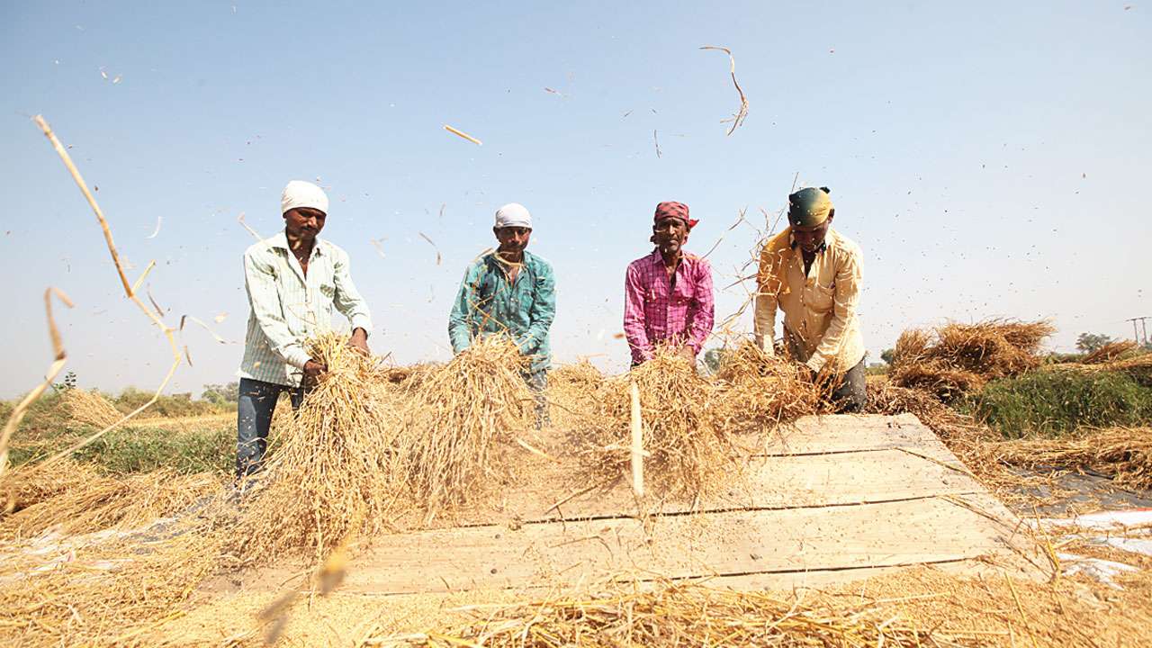 ગીર સોમનાથ: લોઢવા ગામના ખેડૂતોની મનમાની કે મજબૂરી?, પોતાના પાકના ભાવ જાતે નક્કી કર્યા