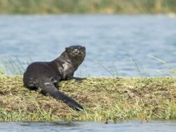 water cat in surat lake-1