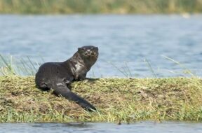 water cat in surat lake-1