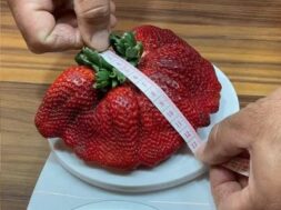 worlds_heaviest_strawberry