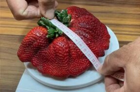 worlds_heaviest_strawberry