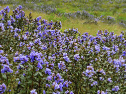 why-neelakurinji