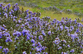 why-neelakurinji