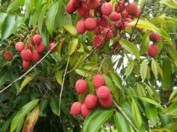 Litchi_chinensis_fruits