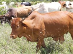 stables for cattle-1