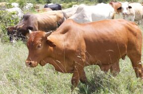 stables for cattle-1