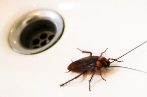 cockroach-in-kitchen-sink