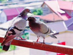 2022_12image_19_07_365156127pigeons-on-balcony-ll