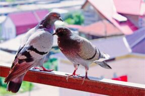 2022_12image_19_07_365156127pigeons-on-balcony-ll