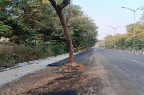 GANDHINAGAR TREE