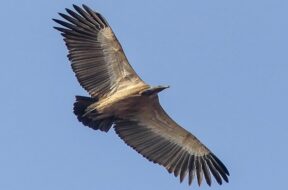 vultures-1