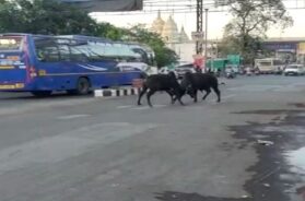 stray cattle