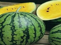 yellow watermelon