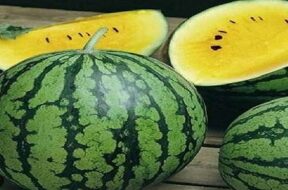 yellow watermelon