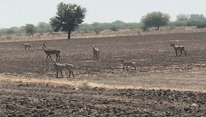 ભાવનગરના વલ્લભીપુરના ભાલ વિસ્તારમાં કાળઝાળ ગરમીમાં પાણી માટે વલખાં મારતી નીલગાયો