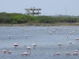 Khijadiya sanctuary, jamnagar