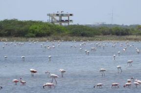 Khijadiya sanctuary, jamnagar