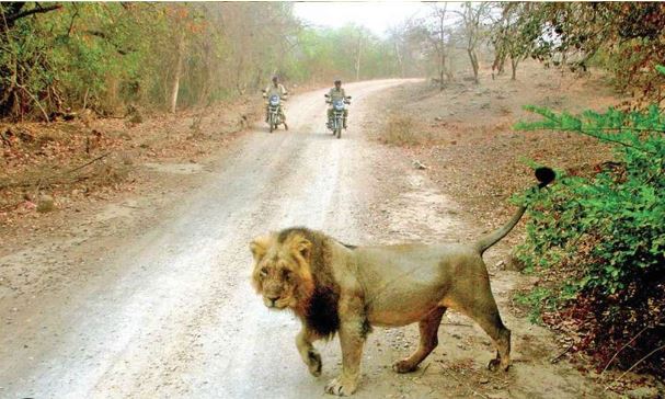 ગીર અને જાંબુઘોડા સહિતના અભ્યારણ્યોમાં હાલના કાચા માર્ગો અને પુલીયાને પહોળા કરાશે