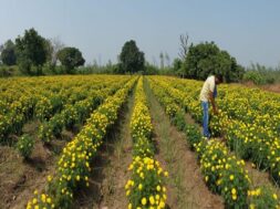 cultivation of flowers