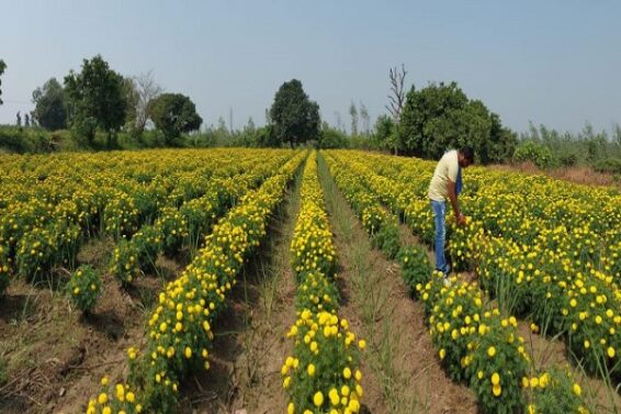 cultivation of flowers