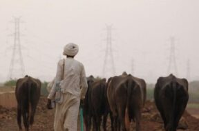 gauchar land in gujarat