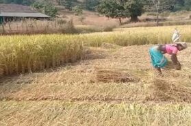 paddy crop ready,